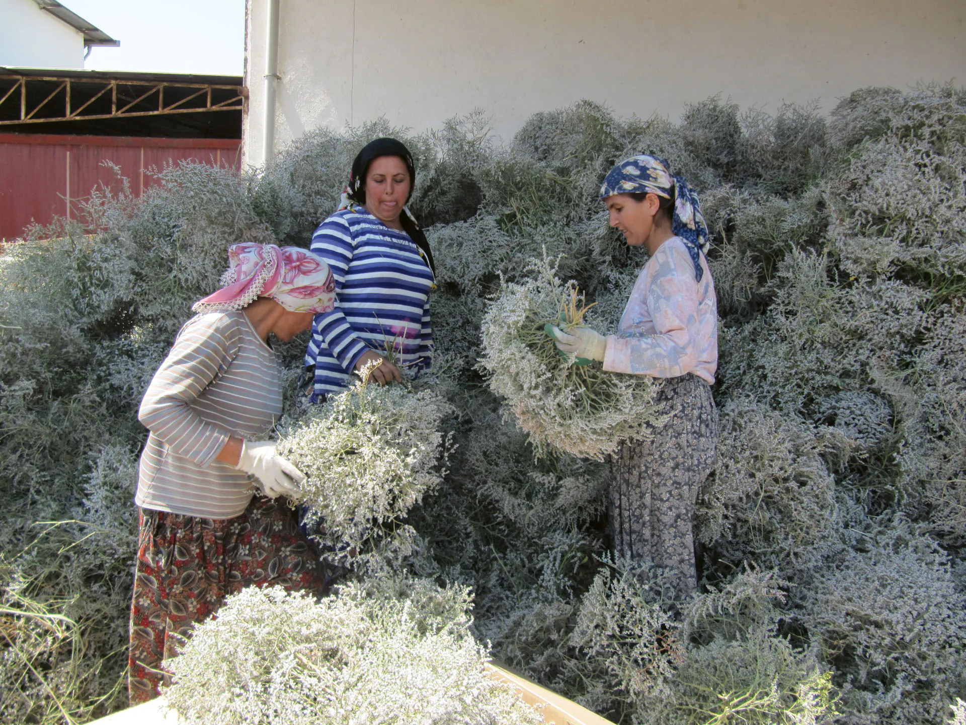 La producción en Turquía — trabajo artesanal con piñas, ruscus y flores secas