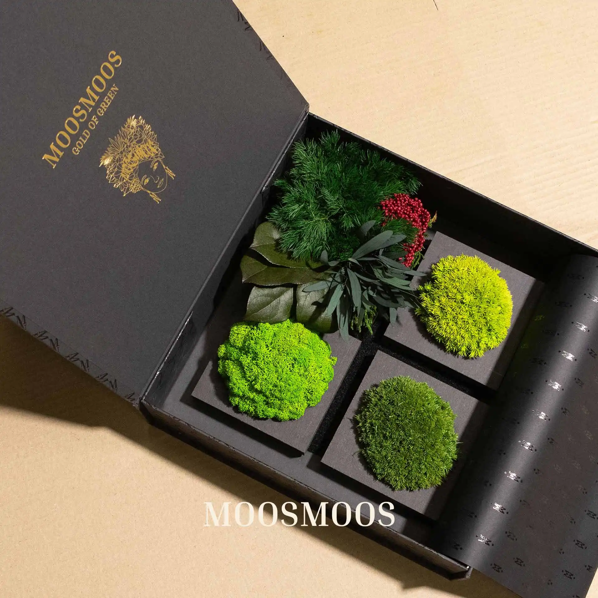 Caja de muestras de MOOSMOOS abierta con muestras de musgo islandés, musgo de bolas y plantas de la selva