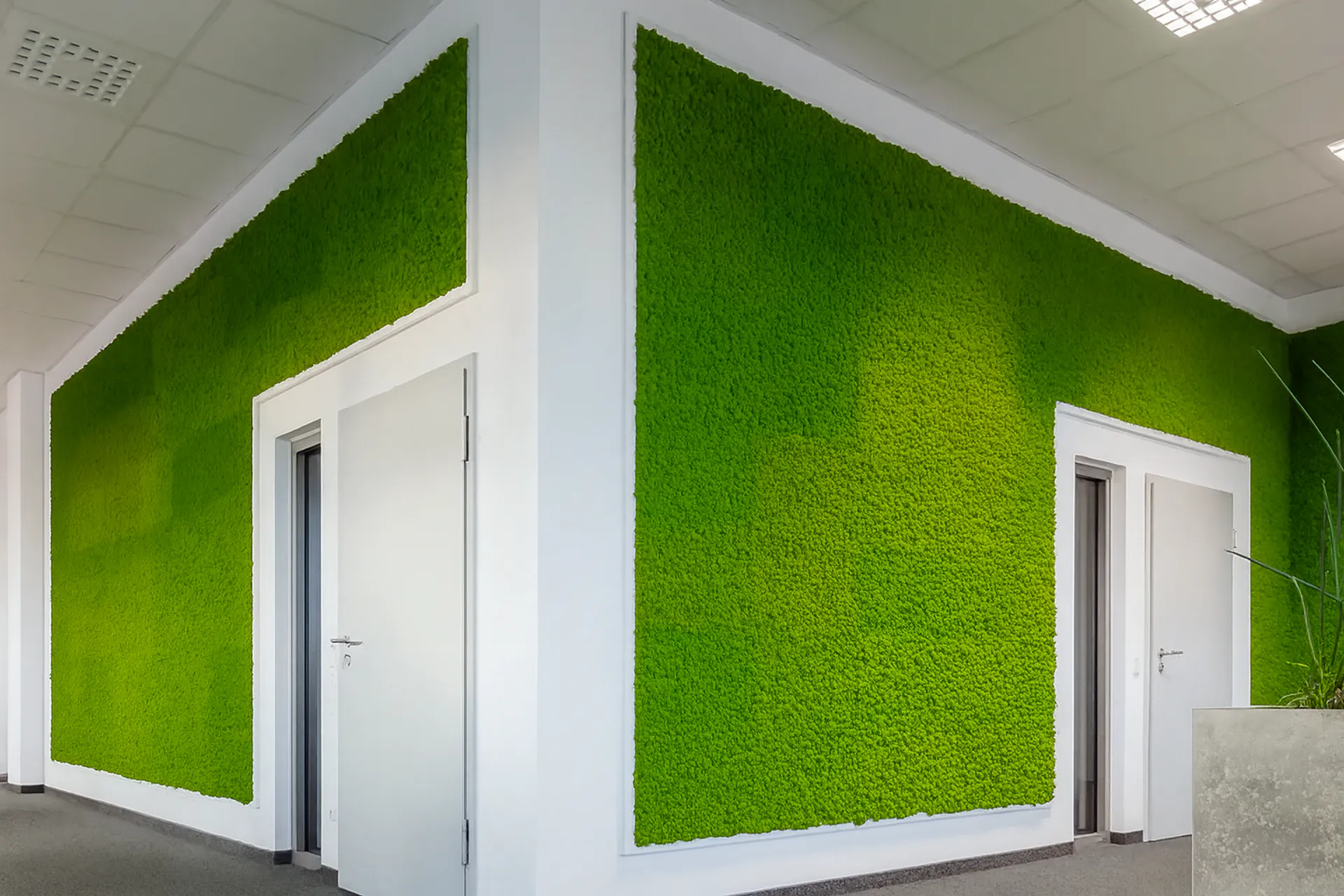 Pared de musgo para la recepción de la oficina. Paredes verdes — Vegetación mural de MOOSMOOS