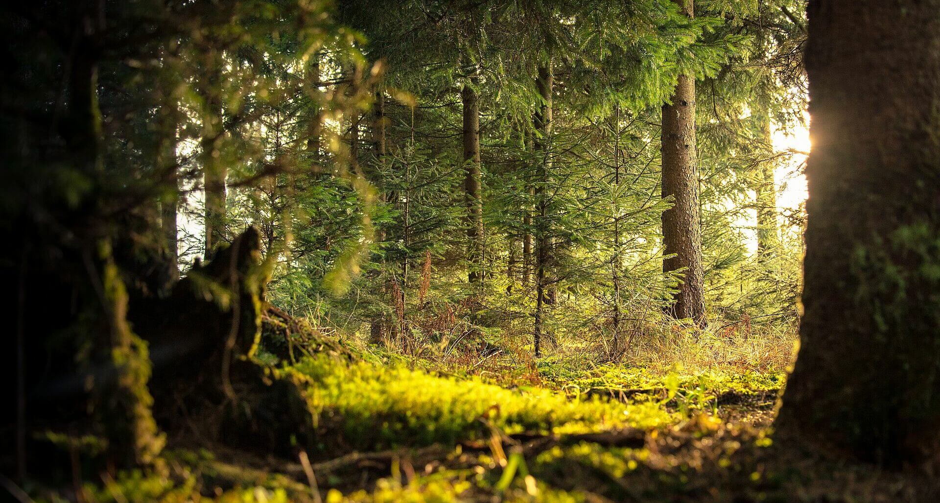 imagen atmosférica en un bosque de color oro delante musgo plano como se crece en la naturaleza