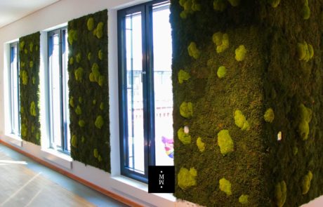 pared de musgo con musgo plano y musgo de bala